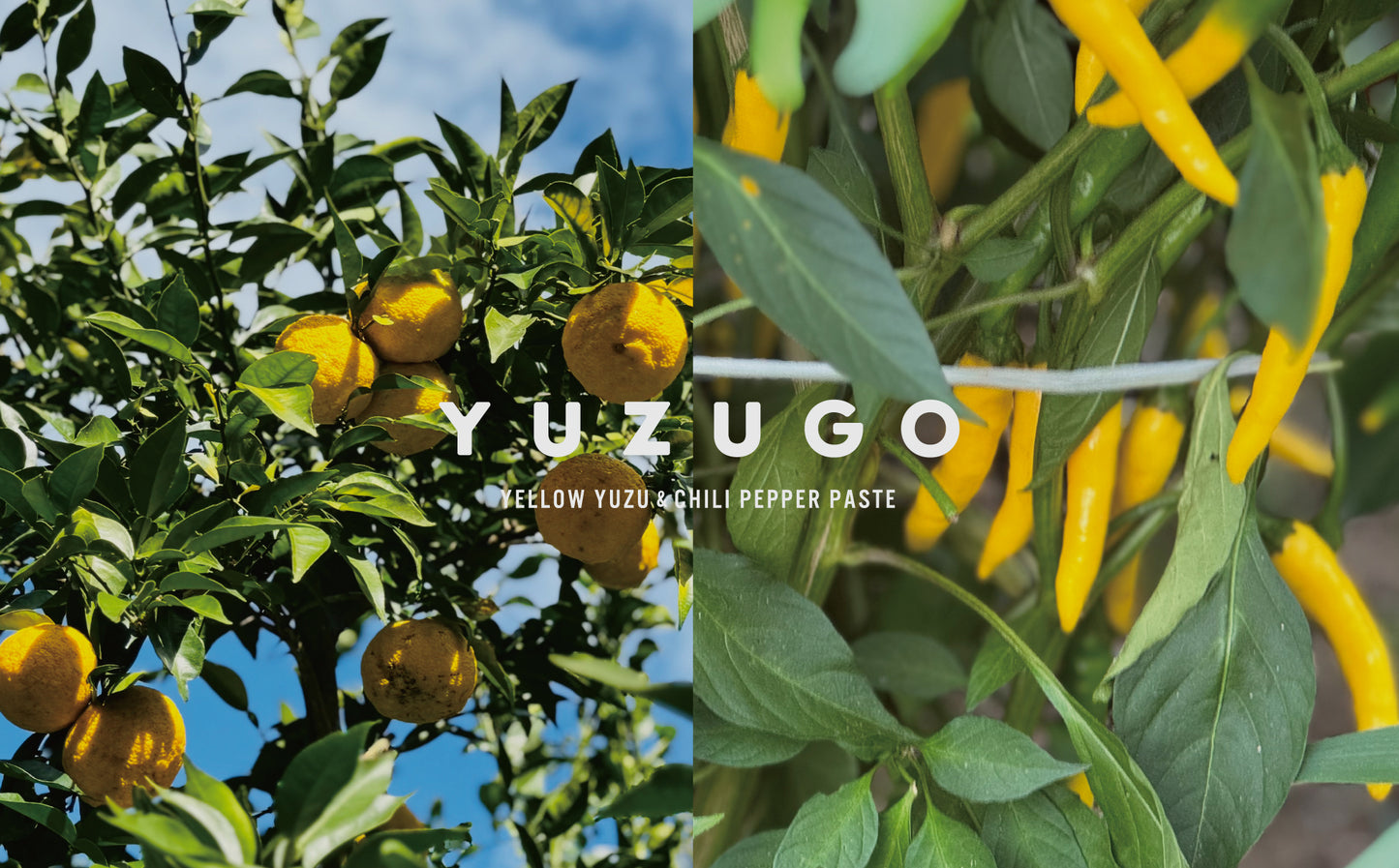 YUZUGO  【40gサイズ】  2025年分は完売